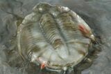 Basseiarges Trilobite - Jorf, Morocco #362811-5